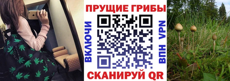 Псилоцибиновые грибы Psilocybe  Купить где  Гусиноозёрск 